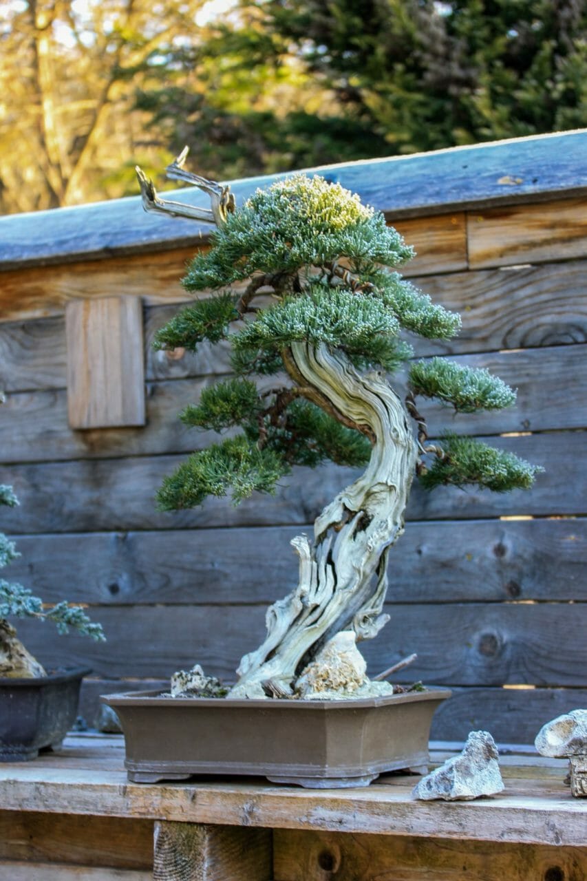 Beispiel für einen alten Tanuki (Wacholder Juniperus chinensis), dieser Baum ist seit 10 Jahren in Pflege.