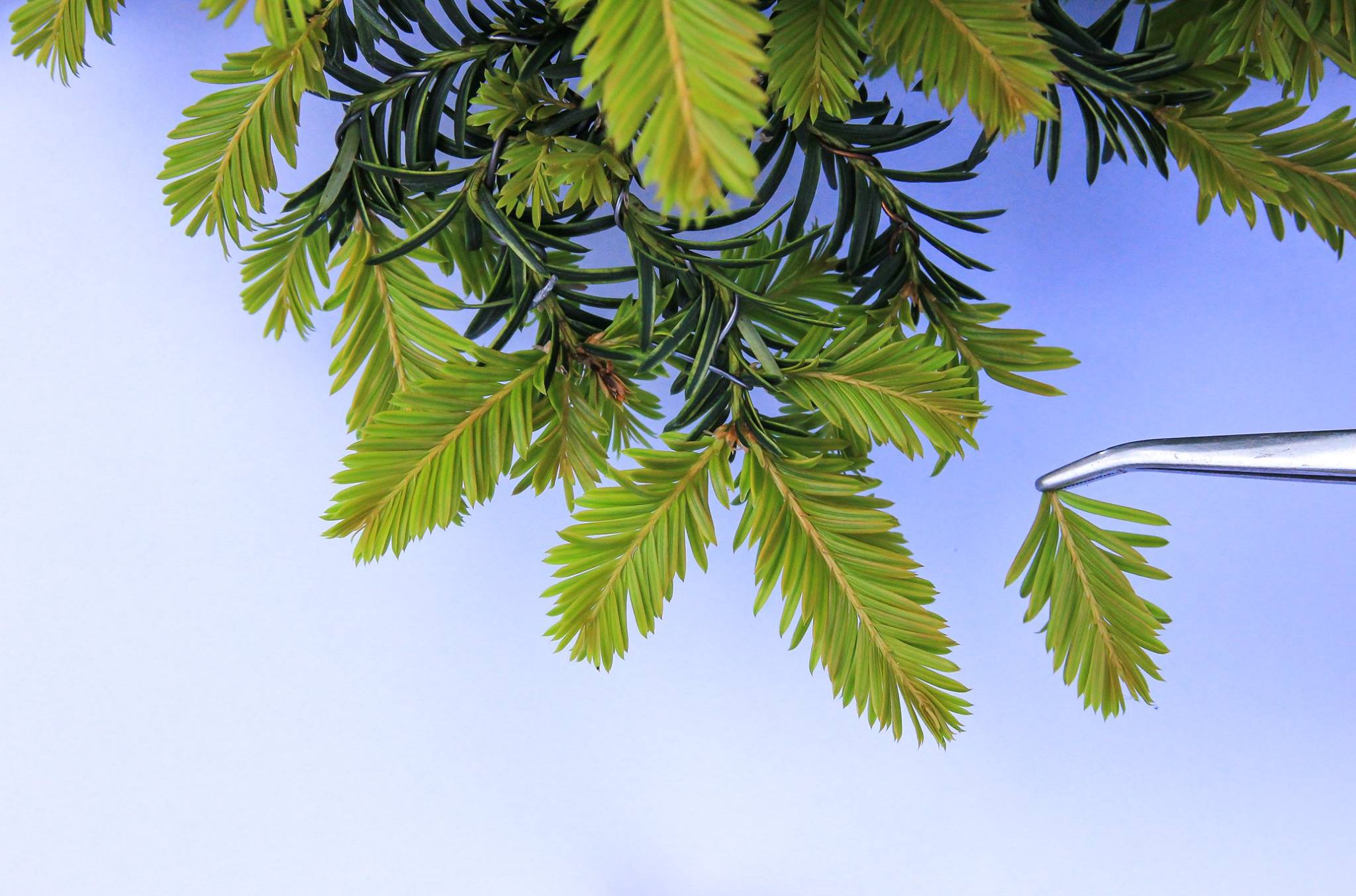 Bonsai Pinzieren eines Eiben Taxus Picata