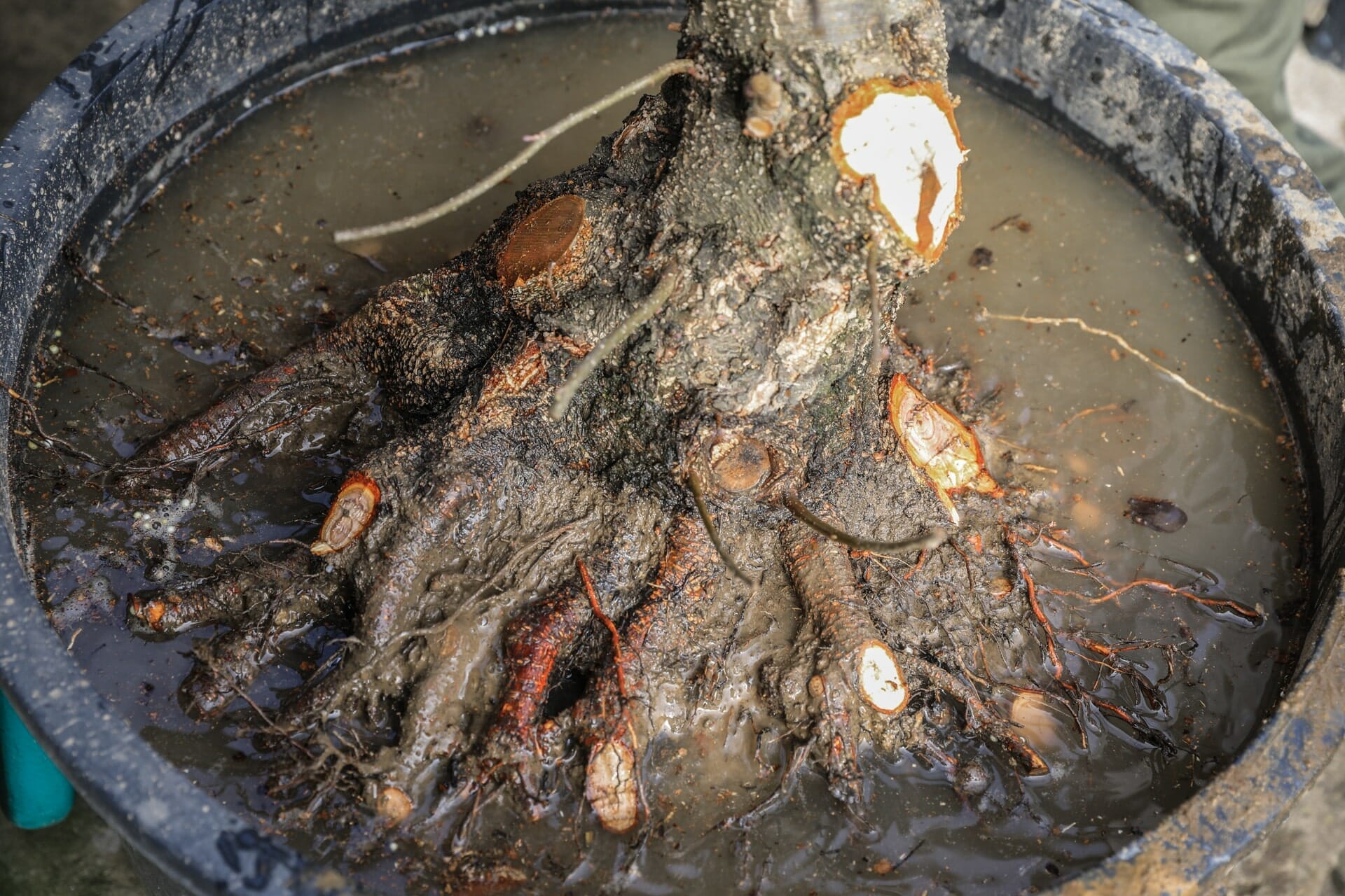 Waschen der Wurzeln einer Schwarzerle – Alnus glutinosa