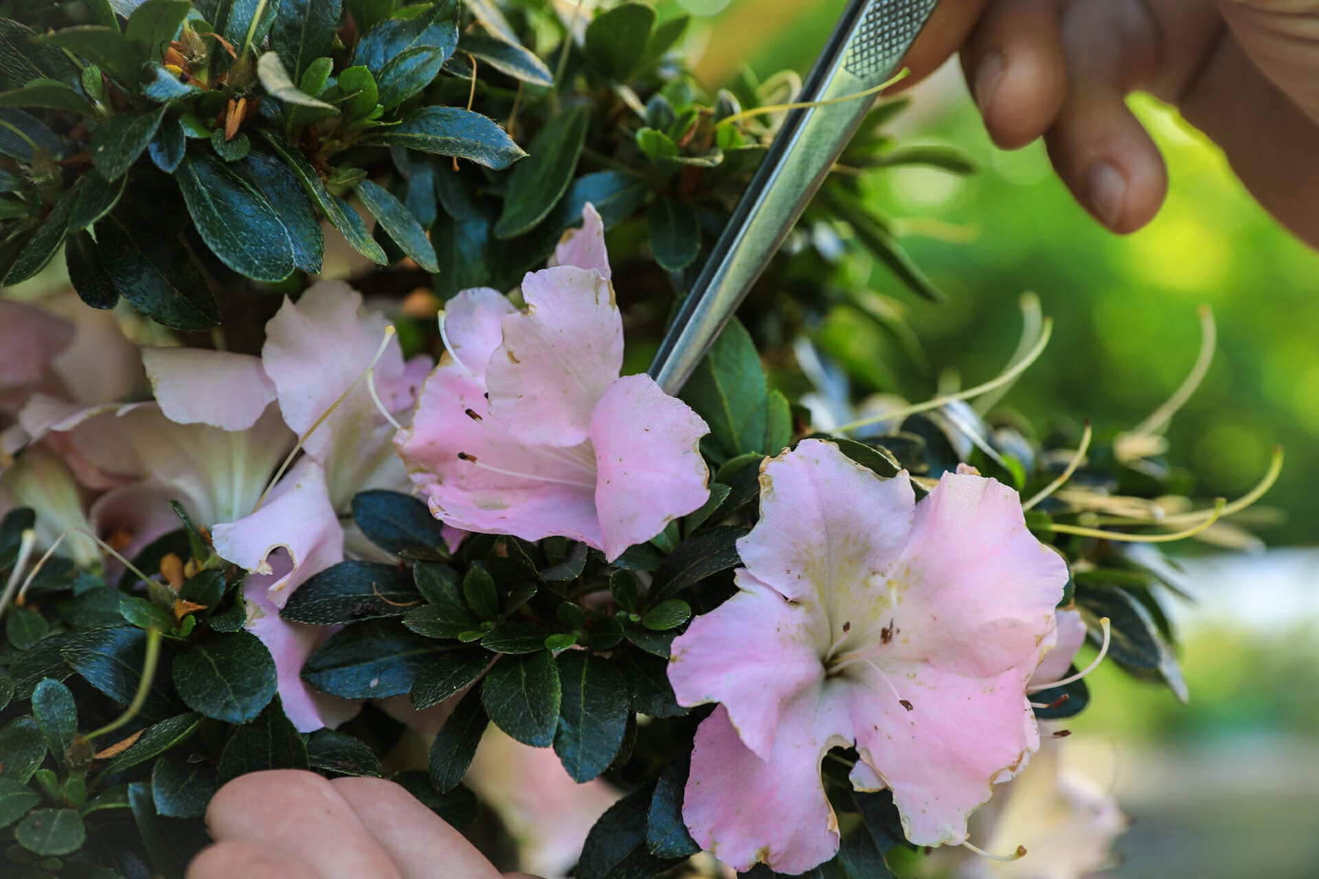 Azalee Bonsai Blüten entfernen