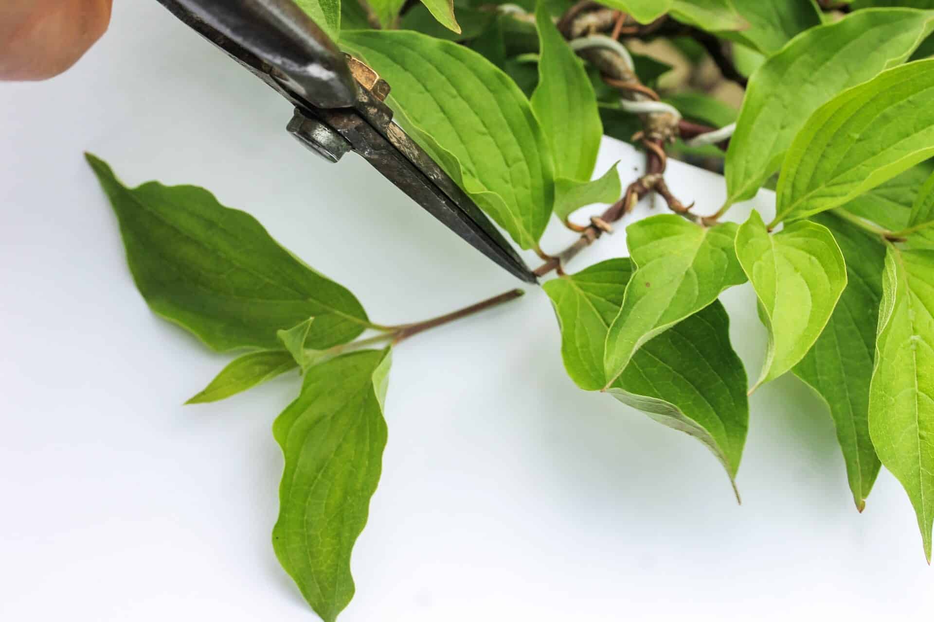 Bonsai Blattschnitt bei einer Kornelkirsche: Entlauben um die Blattgröße zu reduzieren Abbildung 2