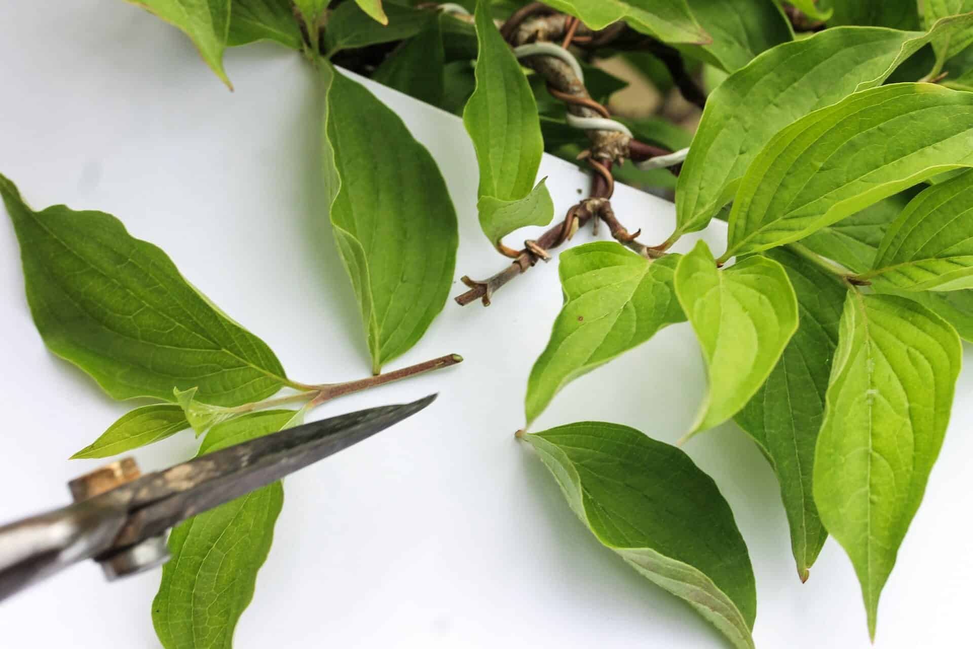 Bonsai Blattschnitt bei einer Kornelkirsche: Entlauben um die Blattgröße zu reduzieren Abbildung 3