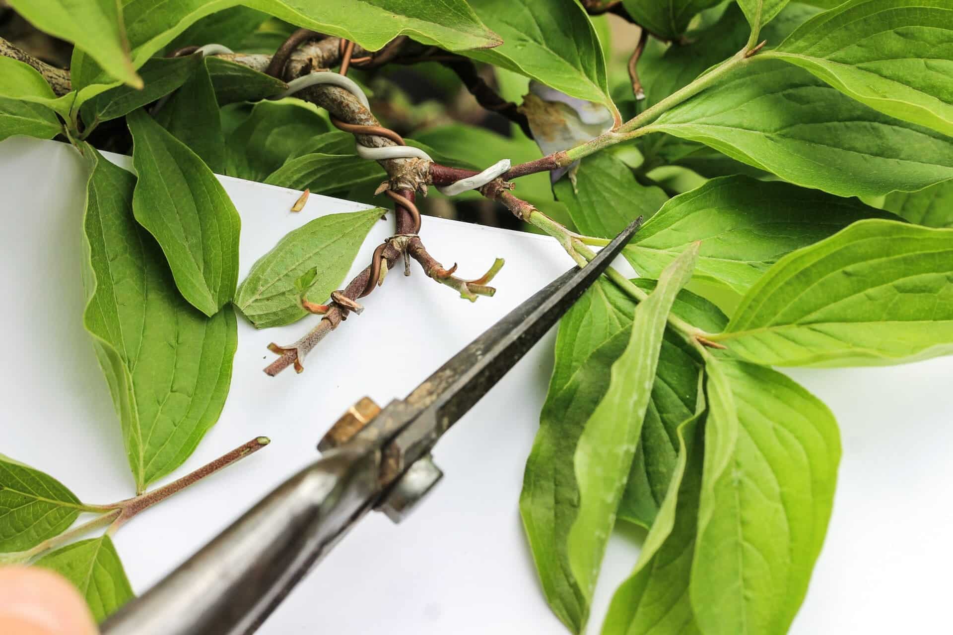 Bonsai Blattschnitt bei einer Kornelkirsche: Entlauben um die Blattgröße zu reduzieren Abbildung 4