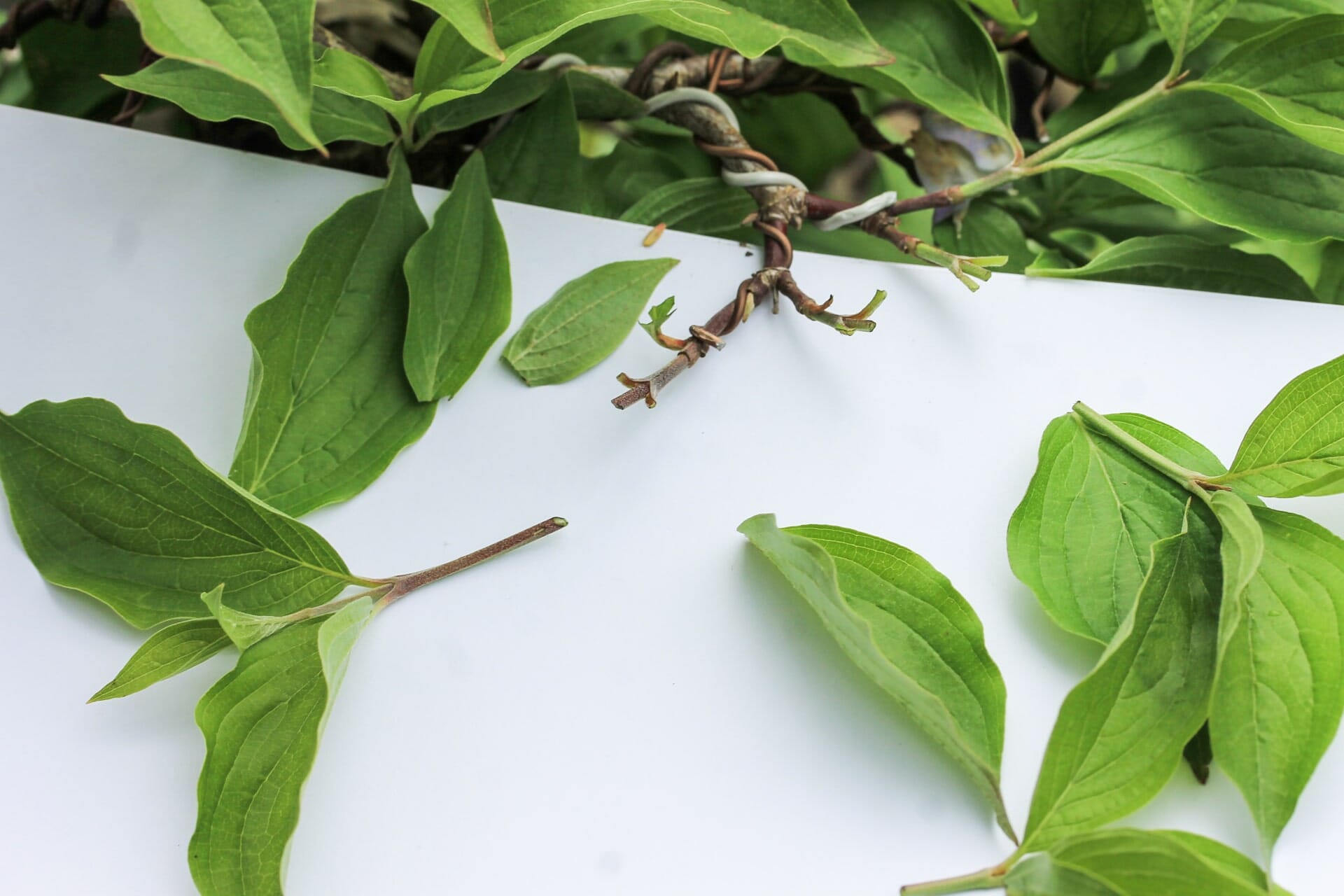 Bonsai Blattschnitt bei einer Kornelkirsche: Entlauben um die Blattgröße zu reduzieren Abbildung 5