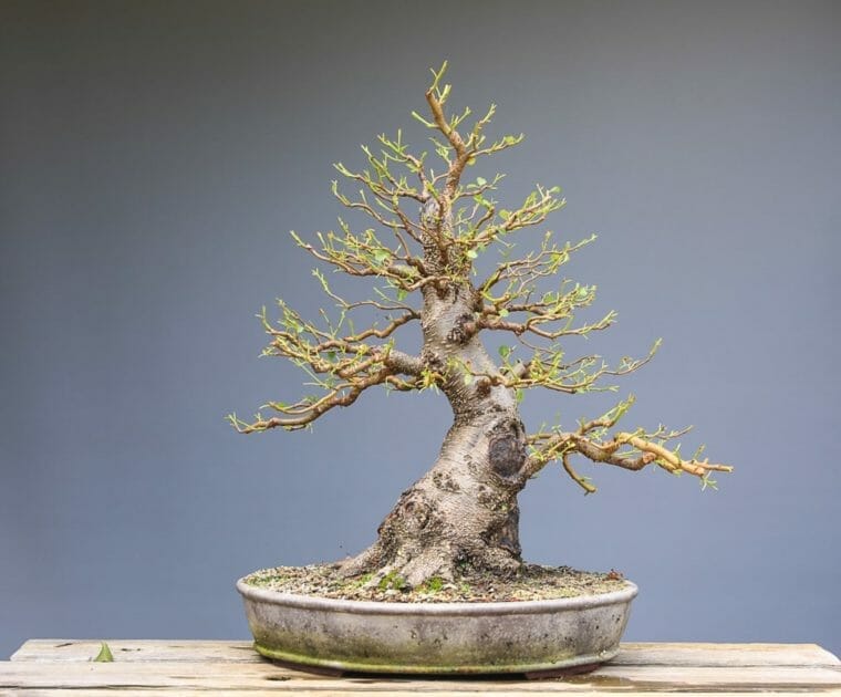 Bonsai Schwarzerle - Alnus glutinosa Gestaltung Beispiel (Baumgeschichte)